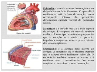 Epicárdio: a camada externa do coração é uma
delgada lâmina de tecido seroso. O epicárdio é
contínuo, a partir da base do coração, com o
revestimento interno do pericárdio,
denominado camada visceral do pericárdio
seroso.
Miocárdio: é a camada média e a mais espessa
do coração. É composto de músculo estriado
cardíaco. É esse tipo de músculo que permite
que o coração se contraia e, portanto,
impulsione sangue, ou o force para o interior
dos vasos sangüíneos.
Endocárdio: é a camada mais interna do
coração. A superfície lisa e brilhante permite
que o sangue corra facilmente sobre ela. O
endocárdio também reveste as valvas e é
contínuo com o revestimento dos vasos
sangüíneos que entram e saem do coração.
 