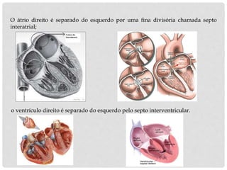 o ventrículo direito é separado do esquerdo pelo septo interventricular.
O átrio direito é separado do esquerdo por uma fina divisória chamada septo
interatrial;
 