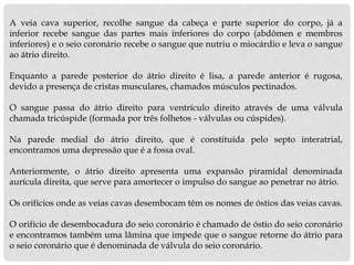 A veia cava superior, recolhe sangue da cabeça e parte superior do corpo, já a
inferior recebe sangue das partes mais inferiores do corpo (abdômen e membros
inferiores) e o seio coronário recebe o sangue que nutriu o miocárdio e leva o sangue
ao átrio direito.
Enquanto a parede posterior do átrio direito é lisa, a parede anterior é rugosa,
devido a presença de cristas musculares, chamados músculos pectinados.
O sangue passa do átrio direito para ventrículo direito através de uma válvula
chamada tricúspide (formada por três folhetos - válvulas ou cúspides).
Na parede medial do átrio direito, que é constituída pelo septo interatrial,
encontramos uma depressão que é a fossa oval.
Anteriormente, o átrio direito apresenta uma expansão piramidal denominada
aurícula direita, que serve para amortecer o impulso do sangue ao penetrar no átrio.
Os orifícios onde as veias cavas desembocam têm os nomes de óstios das veias cavas.
O orifício de desembocadura do seio coronário é chamado de óstio do seio coronário
e encontramos também uma lâmina que impede que o sangue retorne do átrio para
o seio coronário que é denominada de válvula do seio coronário.
 