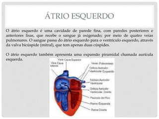 ÁTRIO ESQUERDO
O átrio esquerdo é uma cavidade de parede fina, com paredes posteriores e
anteriores lisas, que recebe o sangue já oxigenado; por meio de quatro veias
pulmonares. O sangue passa do átrio esquerdo para o ventrículo esquerdo, através
da valva bicúspide (mitral), que tem apenas duas cúspides.
O átrio esquerdo também apresenta uma expansão piramidal chamada aurícula
esquerda.
 
