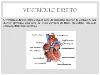 VENTRÍCULO DIREITO
O ventrículo direito forma a maior parte da superfície anterior do coração. O seu
interior apresenta uma série de feixes elevados de fibras musculares cardíacas
chamadas trabéculas carnosas.
 