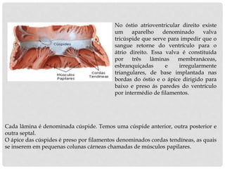 Cada lâmina é denominada cúspide. Temos uma cúspide anterior, outra posterior e
outra septal.
O ápice das cúspides é preso por filamentos denominados cordas tendíneas, as quais
se inserem em pequenas colunas cárneas chamadas de músculos papilares.
No óstio atrioventricular direito existe
um aparelho denominado valva
tricúspide que serve para impedir que o
sangue retorne do ventrículo para o
átrio direito. Essa valva é constituída
por três lâminas membranáceas,
esbranquiçadas e irregularmente
triangulares, de base implantada nas
bordas do óstio e o ápice dirigido para
baixo e preso ás paredes do ventrículo
por intermédio de filamentos.
 