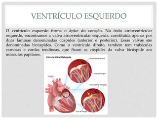 VENTRÍCULO ESQUERDO
O ventrículo esquerdo forma o ápice do coração. No óstio atrioventricular
esquerdo, encontramos a valva atrioventricular esquerda, constituída apenas por
duas laminas denominadas cúspides (anterior e posterior). Essas valvas são
denominadas bicúspides. Como o ventrículo direito, também tem trabéculas
carnosas e cordas tendíneas, que fixam as cúspides da valva bicúspide aos
músculos papilares.
 
