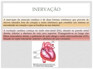 INERVAÇÃO
A inervação do músculo cardíaco é de duas formas: extrínseca que provém de
nervos situados fora do coração e outra intrínseca que constitui um sistema só
encontrado no coração e que se localiza no seu interior.
A excitação cardíaca começa no nodo sino-atrial (SA), situado na parede atrial
direita, inferior a abertura da veia cava superior. Propagando-se ao longo das
fibras musculares atriais, o potencial de ação atinge o nodo atrioventricular (AV),
situado no septo interatrial, anterior a abertura do seio coronário.
 