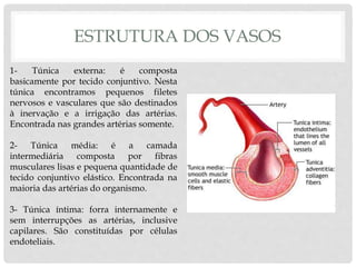 ESTRUTURA DOS VASOS
1- Túnica externa: é composta
basicamente por tecido conjuntivo. Nesta
túnica encontramos pequenos filetes
nervosos e vasculares que são destinados
à inervação e a irrigação das artérias.
Encontrada nas grandes artérias somente.
2- Túnica média: é a camada
intermediária composta por fibras
musculares lisas e pequena quantidade de
tecido conjuntivo elástico. Encontrada na
maioria das artérias do organismo.
3- Túnica íntima: forra internamente e
sem interrupções as artérias, inclusive
capilares. São constituídas por células
endoteliais.
 