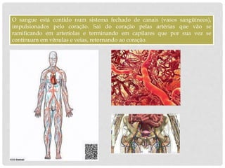 O sangue está contido num sistema fechado de canais (vasos sangüíneos),
impulsionados pelo coração. Sai do coração pelas artérias que vão se
ramificando em arteríolas e terminando em capilares que por sua vez se
continuam em vênulas e veias, retornando ao coração.
 