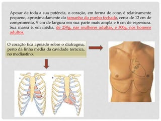 Apesar de toda a sua potência, o coração, em forma de cone, é relativamente
pequeno, aproximadamente do tamanho do punho fechado, cerca de 12 cm de
comprimento, 9 cm de largura em sua parte mais ampla e 6 cm de espessura.
Sua massa é, em média, de 250g, nas mulheres adultas, e 300g, nos homens
adultos.
O coração fica apoiado sobre o diafragma,
perto da linha média da cavidade torácica,
no mediastino.
 
