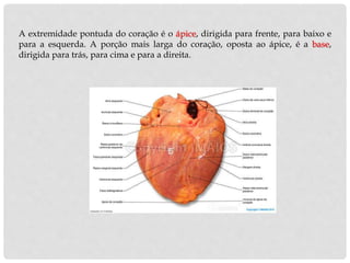 A extremidade pontuda do coração é o ápice, dirigida para frente, para baixo e
para a esquerda. A porção mais larga do coração, oposta ao ápice, é a base,
dirigida para trás, para cima e para a direita.
 
