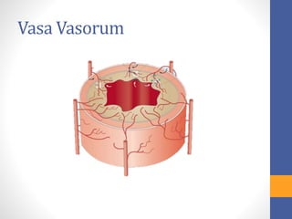 Vasa Vasorum 
 