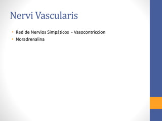 Nervi Vascularis 
• Red de Nervios Simpáticos - Vasocontriccion 
• Noradrenalina 
 