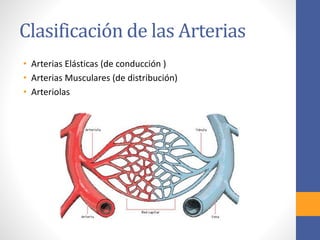 Clasificación de las Arterias 
• Arterias Elásticas (de conducción ) 
• Arterias Musculares (de distribución) 
• Arteriolas 
 