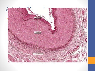 Arterias Musculares 
• 2 - 10mm Túnica Intima 
Endotelio 
Tejido Conjuntivo 
Músculo Liso 
Túnica Media Lámina Elástica Interna 
Musculo Liso 
Fibras de Colágeno 
Escaso Tejido Elástico Túnica Adventicia 
Tejido Conjuntivo 
Algunas Fibras Elásticas 
 