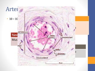 Arteriolas 
• 10 – 100 μm Túnica Intima 
Endotelio 
Tejido Conjuntivo 
Músculo Liso 
Túnica Media 
Musculo Liso (1-2 capas) 
Túnica Adventicia 
Fina Vaina de Tejido 
Conjuntivo 
 