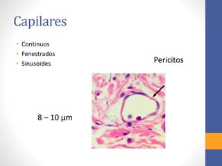 Capilares 
• Continuos 
• Fenestrados 
• Sinusoides Pericitos 
8 – 10 μm 
 