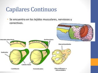 Capilares Continuos 
• Se encuentra en los tejidos musculares, nerviosos y 
conectivos. 
 