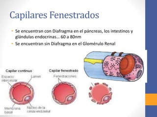 Capilares Fenestrados 
• Se encuentran con Diafragma en el páncreas, los intestinos y 
glándulas endocrinas… 60 a 80nm 
• Se encuentran sin Diafragma en el Glomérulo Renal 
 