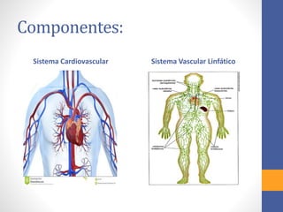 Componentes: 
Sistema Cardiovascular Sistema Vascular Linfático 
 