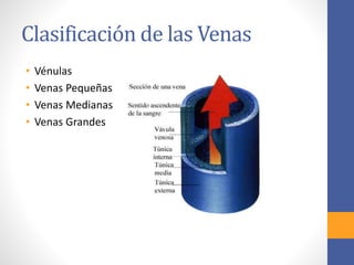 Clasificación de las Venas 
• Vénulas 
• Venas Pequeñas 
• Venas Medianas 
• Venas Grandes 
 