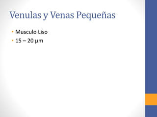 Venulas y Venas Pequeñas 
• Musculo Liso 
• 15 – 20 μm 
 