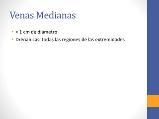 Venas Medianas 
• < 1 cm de diámetro 
• Drenan casi todas las regiones de las extremidades 
 