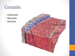 Corazón 
• Endocardio 
• Miocardio 
• Epicardio 
 