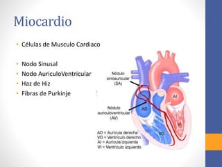 Miocardio 
• Células de Musculo Cardiaco 
• Nodo Sinusal 
• Nodo AuriculoVentricular 
• Haz de Hiz 
• Fibras de Purkinje 
 