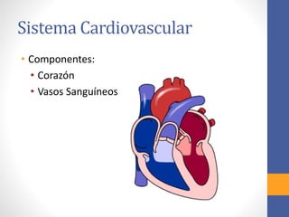 Sistema Cardiovascular 
• Componentes: 
• Corazón 
• Vasos Sanguíneos 
 
