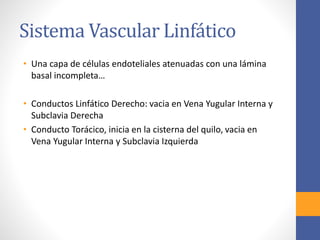 Sistema Vascular Linfático 
• Una capa de células endoteliales atenuadas con una lámina 
basal incompleta… 
• Conductos Linfático Derecho: vacia en Vena Yugular Interna y 
Subclavia Derecha 
• Conducto Torácico, inicia en la cisterna del quilo, vacia en 
Vena Yugular Interna y Subclavia Izquierda 
 