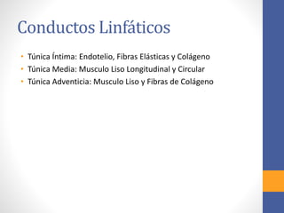 Conductos Linfáticos 
• Túnica Íntima: Endotelio, Fibras Elásticas y Colágeno 
• Túnica Media: Musculo Liso Longitudinal y Circular 
• Túnica Adventicia: Musculo Liso y Fibras de Colágeno 
 