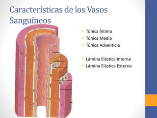 Características de los Vasos 
Sanguíneos 
• Túnica Íntima 
• Túnica Media 
• Túnica Adventicia 
• Lámina Elástica Interna 
• Lámina Elástica Externa 
 