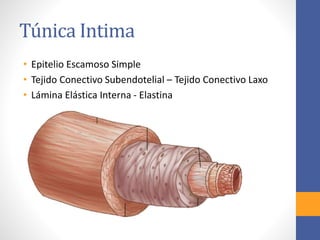 Túnica Intima 
• Epitelio Escamoso Simple 
• Tejido Conectivo Subendotelial – Tejido Conectivo Laxo 
• Lámina Elástica Interna - Elastina 
 