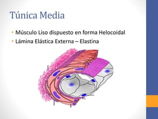 Túnica Media 
• Músculo Liso dispuesto en forma Helocoidal 
• Lámina Elástica Externa – Elastina 
 