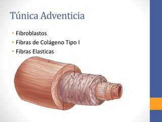 Túnica Adventicia 
• Fibroblastos 
• Fibras de Colágeno Tipo I 
• Fibras Elasticas 
 
