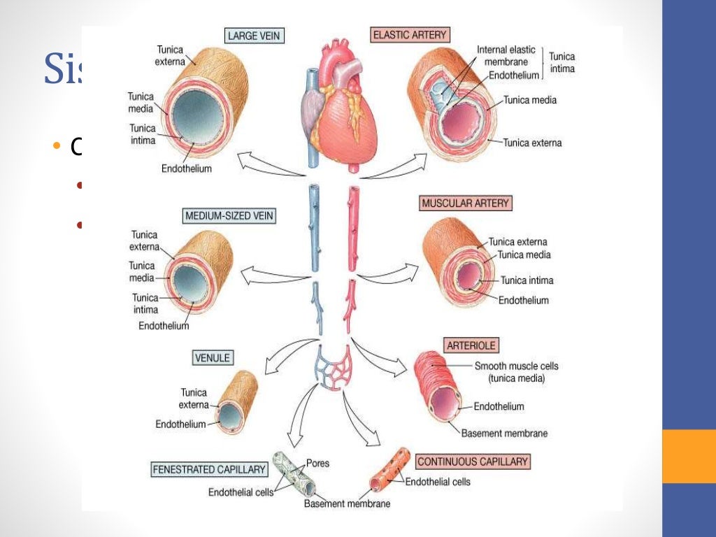 Histologia del Sistema Circulatorio