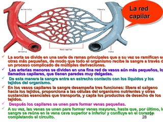 22
 La aorta se divide en una serie de ramas principales que a su vez se ramifican enLa aorta se divide en una serie de ramas principales que a su vez se ramifican en
otras más pequeñas, de modo que todo el organismo recibe la sangre a través dotras más pequeñas, de modo que todo el organismo recibe la sangre a través d
un proceso complicado de múltiples derivaciones.un proceso complicado de múltiples derivaciones.
 Las arterias menores se dividen en una fina red de vasos aún más pequeños, loLas arterias menores se dividen en una fina red de vasos aún más pequeños, lo
llamados capilares, que tienen paredes muy delgadas.llamados capilares, que tienen paredes muy delgadas.
 De esta manera la sangre entra en estrecho contacto con los líquidos y losDe esta manera la sangre entra en estrecho contacto con los líquidos y los
tejidos del organismo.tejidos del organismo.
 En los vasos capilares la sangre desempeña tres funciones: libera el oxígenoEn los vasos capilares la sangre desempeña tres funciones: libera el oxígeno
hacia los tejidos, proporciona a las células del organismo nutrientes y otrashacia los tejidos, proporciona a las células del organismo nutrientes y otras
sustancias esenciales que transporta, y capta los productos de desecho de lossustancias esenciales que transporta, y capta los productos de desecho de los
tejidos.tejidos.
 Después los capilares se unen para formar venas pequeñas.Después los capilares se unen para formar venas pequeñas.
 A su vez, las venas se unen para formar venas mayores, hasta que, por último, laA su vez, las venas se unen para formar venas mayores, hasta que, por último, la
sangre se reúne en la vena cava superior e inferior y confluye en el corazónsangre se reúne en la vena cava superior e inferior y confluye en el corazón
completando el circuito.completando el circuito.
La redLa red
capilarcapilar
La redLa red
capilarcapilar
28
 