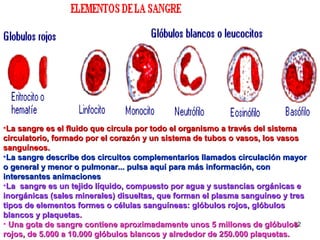 32
•La sangre es el fluido que circula por todo el organismo a través del sistemaLa sangre es el fluido que circula por todo el organismo a través del sistema
circulatorio, formado por el corazón y un sistema de tubos o vasos, los vasoscirculatorio, formado por el corazón y un sistema de tubos o vasos, los vasos
sanguíneos.sanguíneos.
•La sangre describe dos circuitos complementarios llamados circulación mayorLa sangre describe dos circuitos complementarios llamados circulación mayor
o general y menor o pulmonar... pulsa aquí para más información, cono general y menor o pulmonar... pulsa aquí para más información, con
interesantes animacionesinteresantes animaciones
•La sangre es un tejido líquido, compuesto por agua y sustancias orgánicas eLa sangre es un tejido líquido, compuesto por agua y sustancias orgánicas e
inorgánicas (sales minerales) disueltas, que forman el plasma sanguíneo y tresinorgánicas (sales minerales) disueltas, que forman el plasma sanguíneo y tres
tipos de elementos formes o células sanguíneas: glóbulos rojos, glóbulostipos de elementos formes o células sanguíneas: glóbulos rojos, glóbulos
blancos y plaquetasblancos y plaquetas..
• Una gota de sangre contiene aproximadamente unos 5 millones de glóbulosUna gota de sangre contiene aproximadamente unos 5 millones de glóbulos
rojos, de 5.000 a 10.000 glóbulos blancos y alrededor de 250.000 plaquetas.rojos, de 5.000 a 10.000 glóbulos blancos y alrededor de 250.000 plaquetas.
 