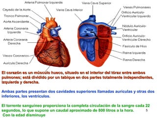 5
El corazón es un músculo hueco, situado en el interior del tórax entre ambosEl corazón es un músculo hueco, situado en el interior del tórax entre ambos
pulmones; está dividido por un tabique en dos partes totalmente independientes,pulmones; está dividido por un tabique en dos partes totalmente independientes,
izquierda y derecha.izquierda y derecha.
Ambas partes presentan dos cavidades superiores llamadas aurículas y otras dos
inferiores, los ventrículos.
El torrente sanguíneo proporciona la completa circulación de la sangre cada 22
segundos, lo que supone un caudal aproximado de 800 litros a la hora.
Con la edad disminuye
 