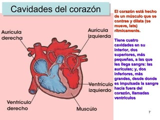 7
Cavidades del corazónCavidades del corazón El corazón está hechoEl corazón está hecho
de un músculo que sede un músculo que se
contrae y dilata (secontrae y dilata (se
mueve, late)mueve, late)
rítmicamente.rítmicamente.
Tiene cuatroTiene cuatro
cavidades en sucavidades en su
interior, dosinterior, dos
superiores, mássuperiores, más
pequeñas, a las quepequeñas, a las que
les llega sangre: lasles llega sangre: las
aurículas; y, dosaurículas; y, dos
inferiores, másinferiores, más
grandes, desde dondegrandes, desde donde
es impulsada la sangrees impulsada la sangre
hacia fuera delhacia fuera del
corazón, llamadascorazón, llamadas
ventrículosventrículos
 