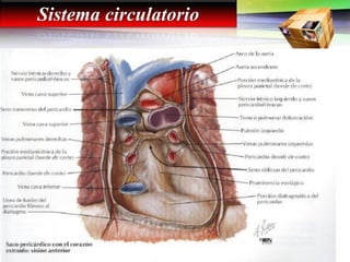 Sistema circulatorio
 
