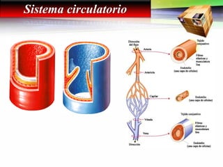 Sistema circulatorio
 