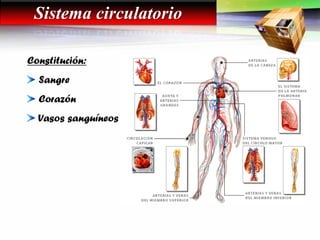 Constitución:
Sangre
Corazón
Vasos sanguíneos
Sistema circulatorio
 