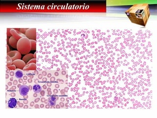 Sistema circulatorio
 