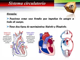 Corazón:
Funciona como una bomba que impulsa la sangre a
todo el cuerpo.
Tiene dos tipos de movimientos: Sistole y Diastole.
Sistema circulatorio
 
