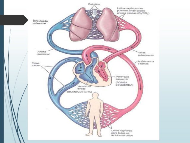 sistema cardio