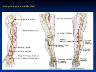 Principais Artérias – MMSS e MMII
 
