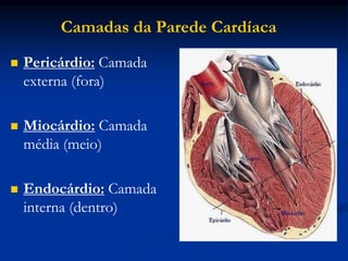 Camadas da Parede Cardíaca
 Pericárdio: Camada
externa (fora)
 Miocárdio: Camada
média (meio)
 Endocárdio: Camada
interna (dentro)
 
