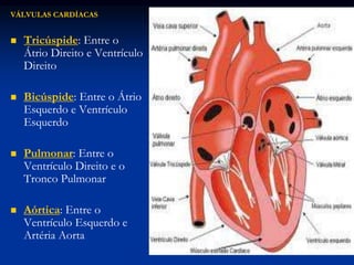 VÁLVULAS CARDÍACAS
 Tricúspide: Entre o
Átrio Direito e Ventrículo
Direito
 Bicúspide: Entre o Átrio
Esquerdo e Ventrículo
Esquerdo
 Pulmonar: Entre o
Ventrículo Direito e o
Tronco Pulmonar
 Aórtica: Entre o
Ventrículo Esquerdo e
Artéria Aorta
 