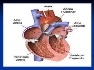 Sistema circulatorio