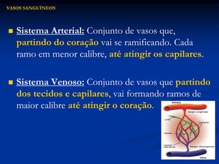  Sistema Arterial: Conjunto de vasos que,
partindo do coração vai se ramificando. Cada
ramo em menor calibre, até atingir os capilares.
 Sistema Venoso: Conjunto de vasos que partindo
dos tecidos e capilares, vai formando ramos de
maior calibre até atingir o coração.
VASOS SANGUÍNEOS
 