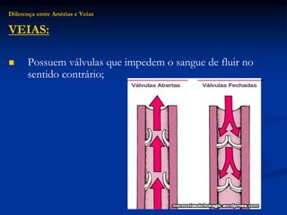 Diferença entre Artérias e Veias
VEIAS:
 Possuem válvulas que impedem o sangue de fluir no
sentido contrário;
 